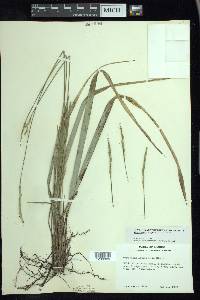 Oryzopsis asperifolia image