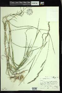 Muhlenbergia mexicana image