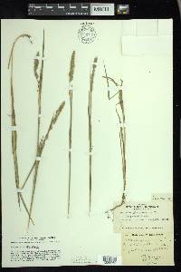 Muhlenbergia glomerata image