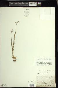 Dichanthelium acuminatum subsp. columbianum image