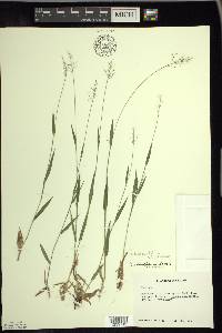 Dichanthelium acuminatum subsp. columbianum image