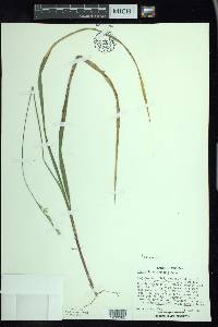 Oryzopsis asperifolia image