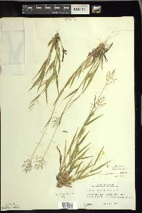 Dichanthelium acuminatum subsp. columbianum image