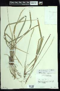 Oryzopsis asperifolia image