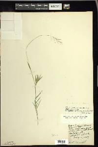 Dichanthelium acuminatum subsp. columbianum image