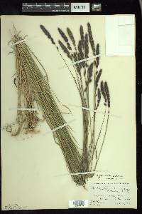 Muhlenbergia glomerata image