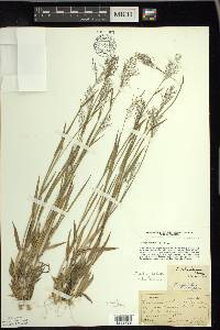 Dichanthelium acuminatum subsp. columbianum image