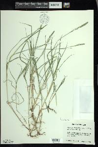 Muhlenbergia glomerata image