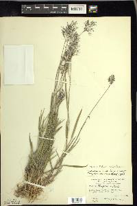 Dichanthelium acuminatum subsp. columbianum image