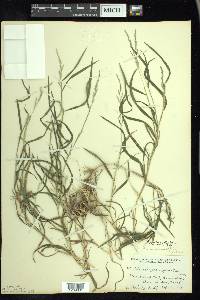 Muhlenbergia frondosa image