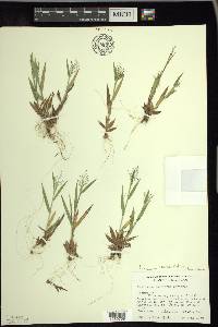 Dichanthelium acuminatum subsp. columbianum image