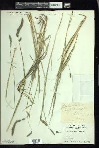 Muhlenbergia glomerata image