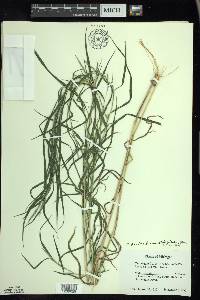 Muhlenbergia frondosa f. commutata image