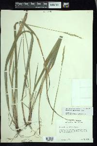 Oryzopsis asperifolia image