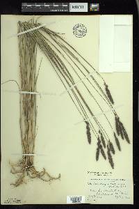 Muhlenbergia glomerata image