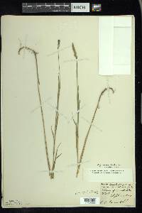 Muhlenbergia glomerata image