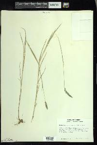 Muhlenbergia glomerata image