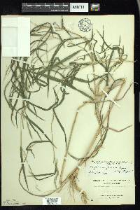 Muhlenbergia frondosa image