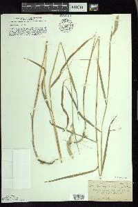 Muhlenbergia glomerata image