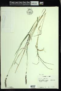 Muhlenbergia glomerata image