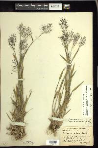 Dichanthelium acuminatum subsp. columbianum image