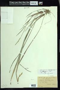 Oryzopsis asperifolia image