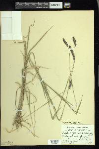 Muhlenbergia glomerata image