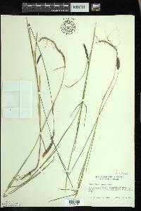 Muhlenbergia glomerata image