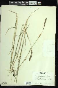 Muhlenbergia glomerata image