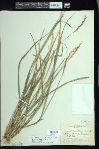 Oryzopsis asperifolia image