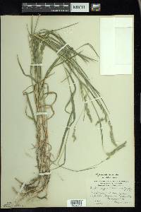 Muhlenbergia glomerata image