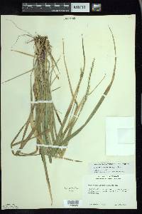 Oryzopsis asperifolia image