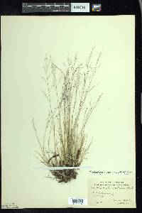 Muhlenbergia uniflora image