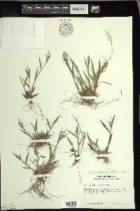 Dichanthelium acuminatum subsp. columbianum image