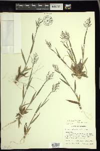 Dichanthelium acuminatum subsp. columbianum image