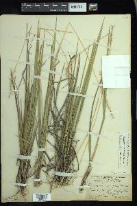 Oryzopsis asperifolia image