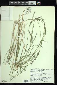 Muhlenbergia mexicana image