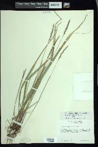 Oryzopsis asperifolia image