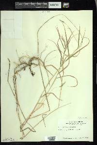 Muhlenbergia glomerata image