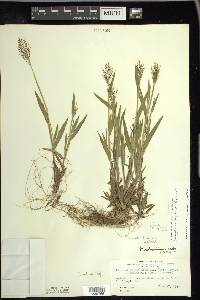 Panicum acuminatum image