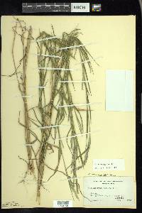 Muhlenbergia mexicana image