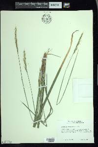 Oryzopsis asperifolia image