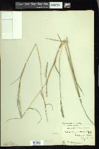 Muhlenbergia glomerata image