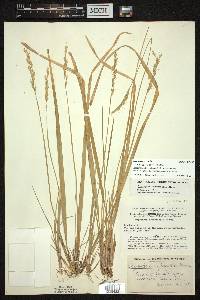 Oryzopsis asperifolia image