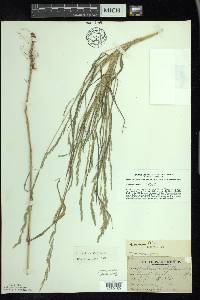 Muhlenbergia mexicana image