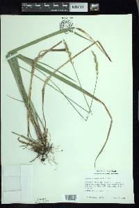 Oryzopsis asperifolia image