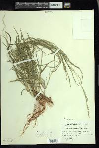 Muhlenbergia mexicana image