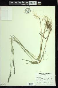 Muhlenbergia glomerata image