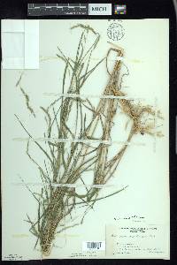 Muhlenbergia mexicana image