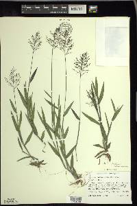 Dichanthelium acuminatum subsp. columbianum image